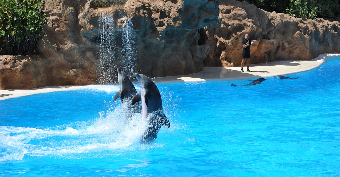 Loro Parque Zoo und Wassershow in Puerto de la Cruz (Teneriffa)