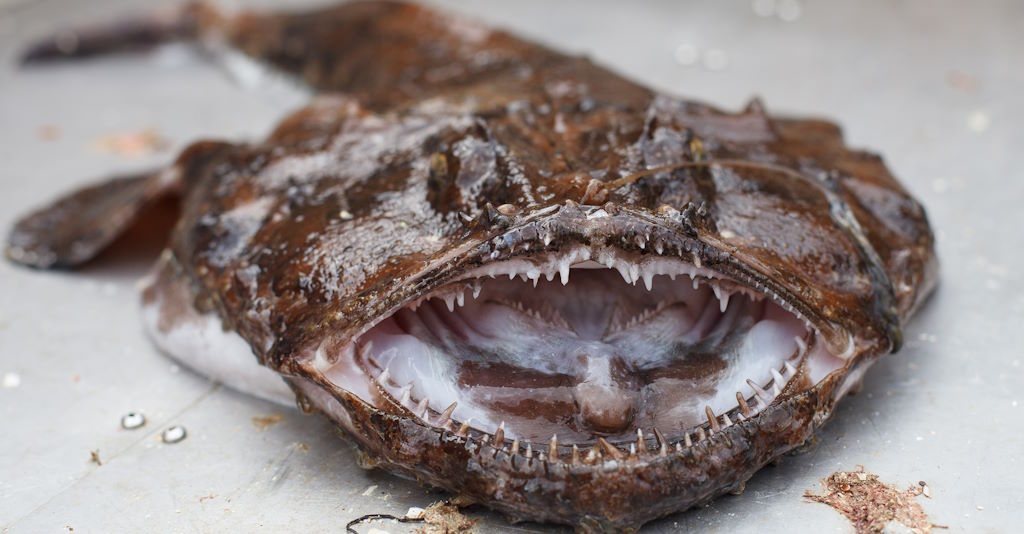 Seeteufel Fisch